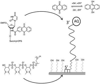 Direct Detection and Discrimination of Nucleotide Polymorphisms Using Anthraquinone Labeled DNA Probes